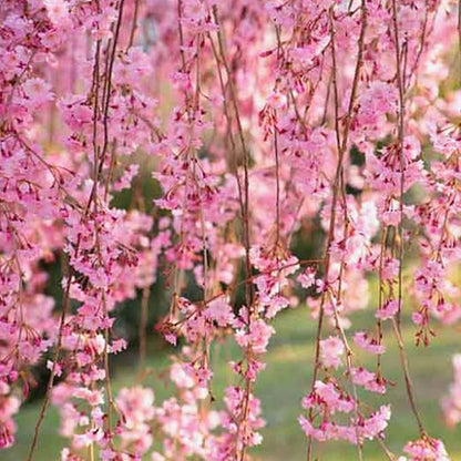 30 Seeds Weeping Sakura Seeds