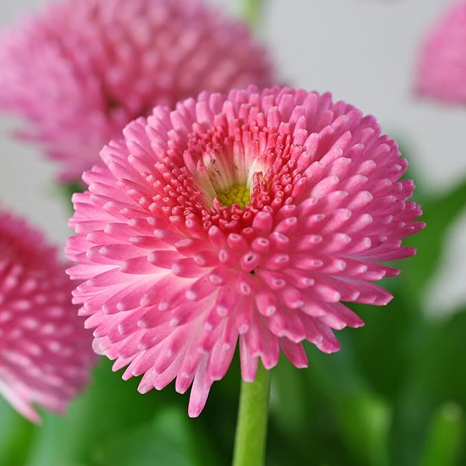 100 Seeds 'Tasso Pink' English Daisy-Bellis Perennis,Common Daisy Seeds