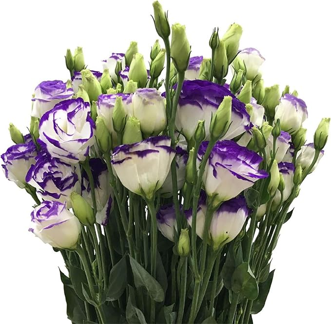 100 Seeds White Purple Lisianthus Eustoma Seed