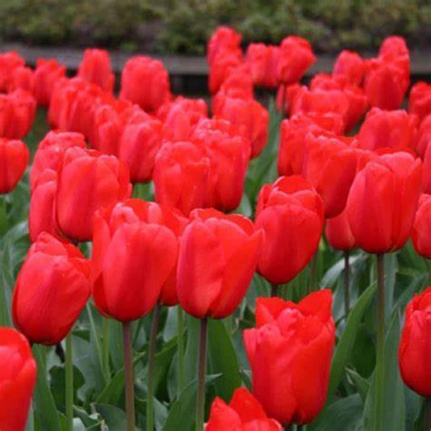 100 Seeds Red Matador Jumbo Tulip Seeds