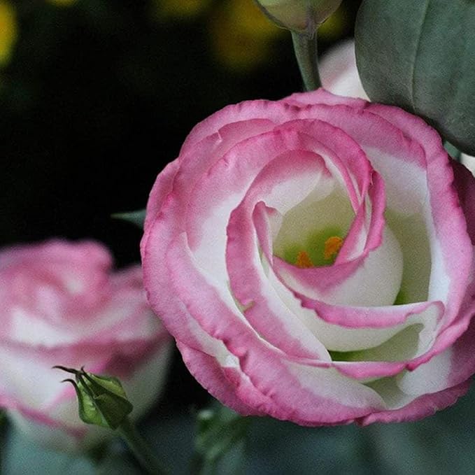 100 Seeds White Lisianthus Pink Edge Seeds