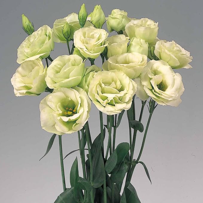 100 Seeds Light Green Eustoma Flower Seed