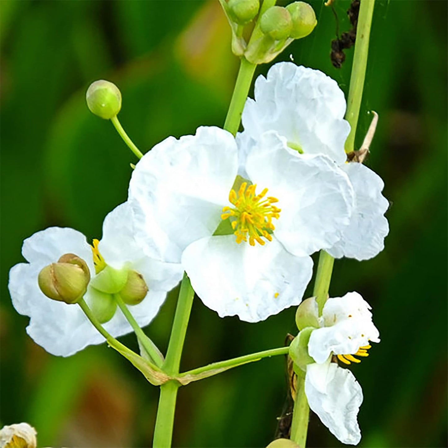 500  Seeds Indian Duck-Potato