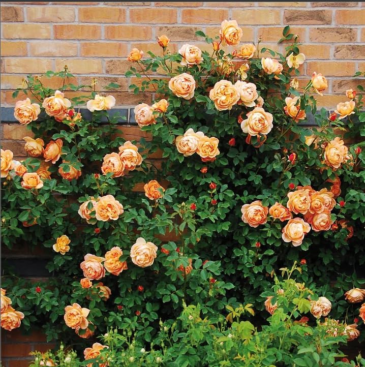 1000 Seeds Mix Climb Rose