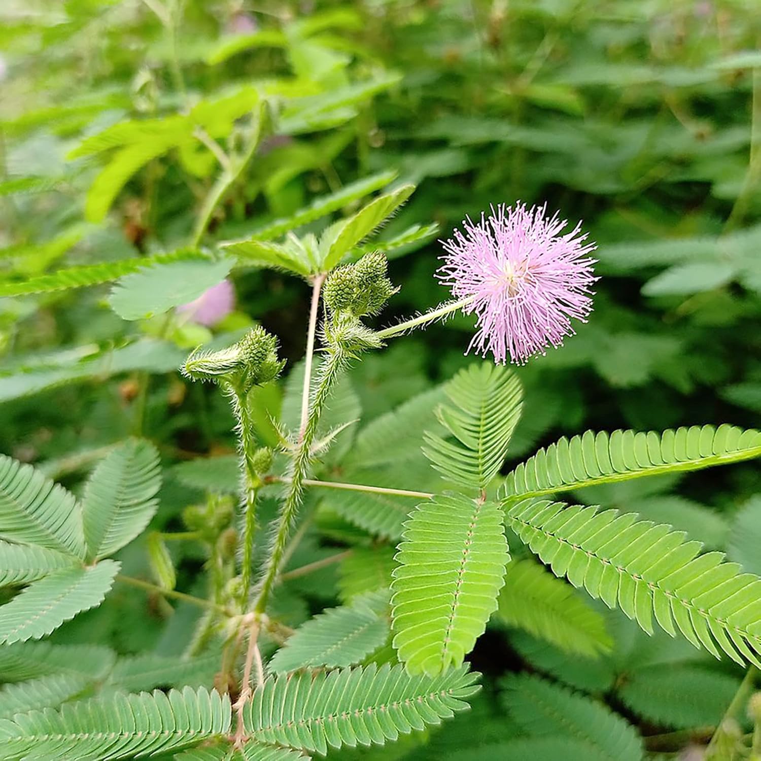 200 Seeds Mimosa Sensitive Plant Seeds