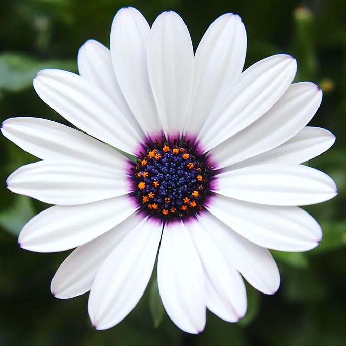 20 Seeds White & Purple African Daisy Mix Flower Seeds