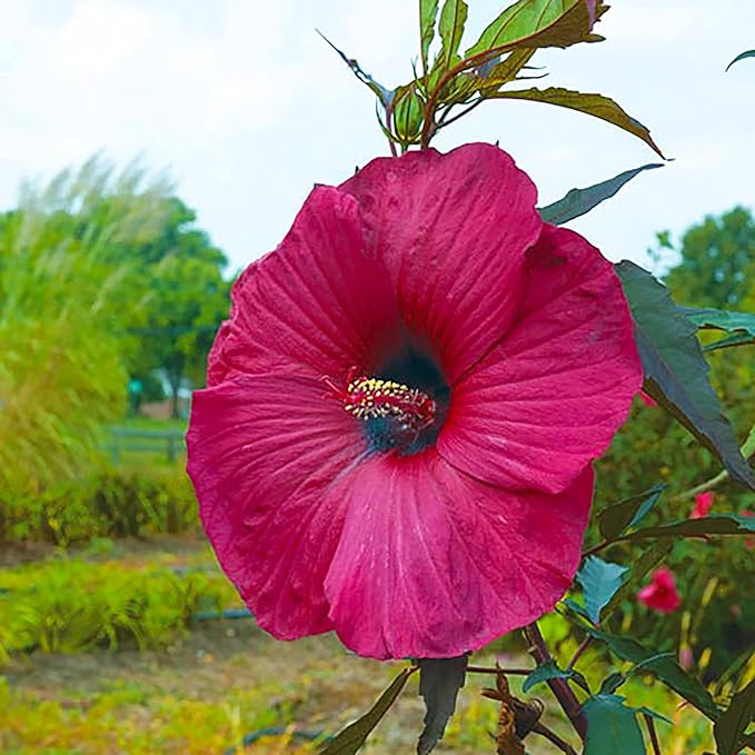 100 Seeds Giant Hibiscus Seeds