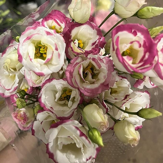 100 Seeds White Lisianthus Pink Edge Seeds