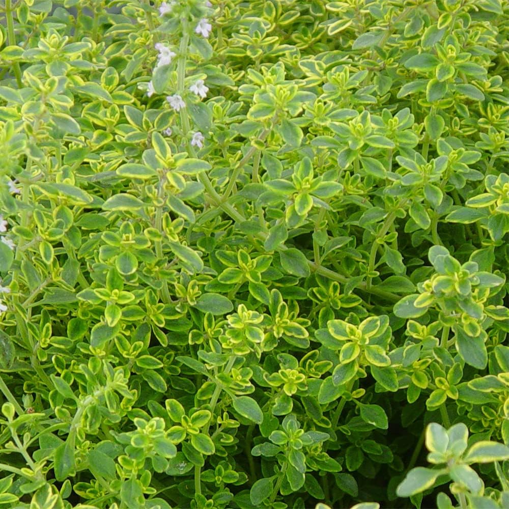 1000 Seeds Lemon Thyme Seeds