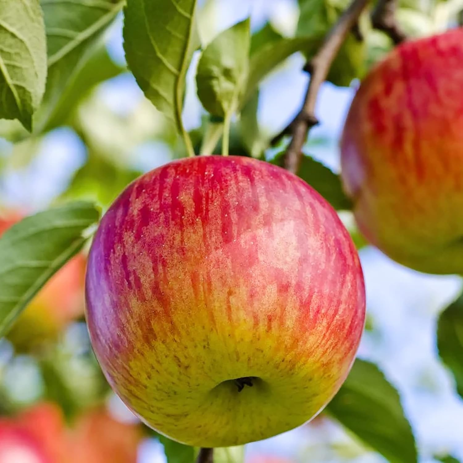 20 Seeds Fuji Apple GMO Free Seeds