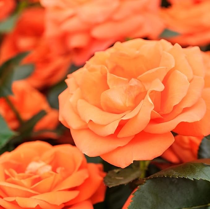 Orange Rose 100 Seeds Grows Climbing Rose Flower Easy Plant