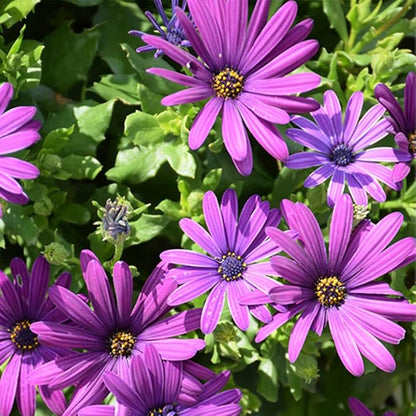 20 Seeds White & Purple African Daisy Mix Flower Seeds