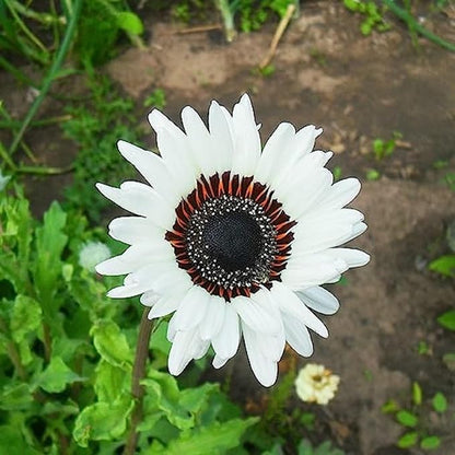 25 Seeds White Wedding Sunflower Seeds