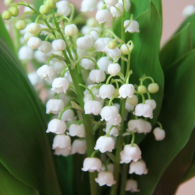 50 Seeds White Convallaria Majalis Seed