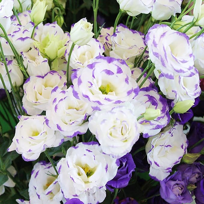 100 Seeds Lisianthus Seeds Eustoma, Prairie Gentian Cut Flowers Attracts