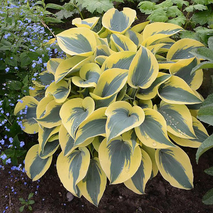 200 Seeds Purple Hosta Seeds Mixed