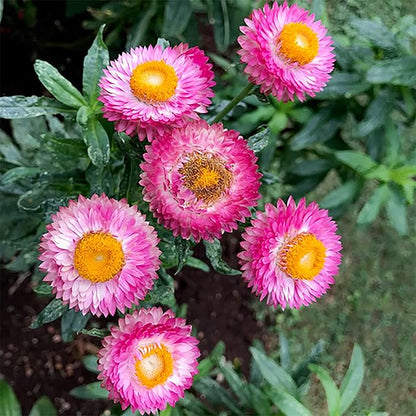 100 Seeds Mixed Strawflower Everlasting Paper Daisy Seeds