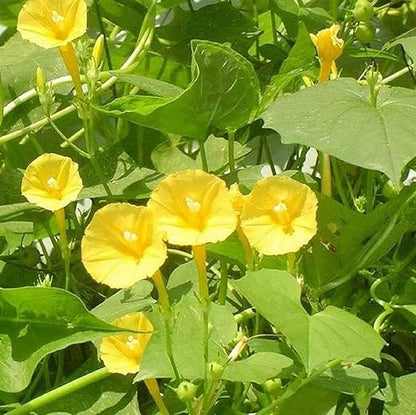 100 Seeds Yellow Morning Glory Seeds