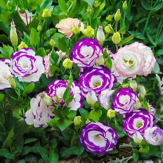 20 Seeds Lisianthus Seeds