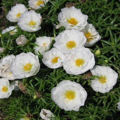 100 Seeds White Portulaca Grandiflora Seeds