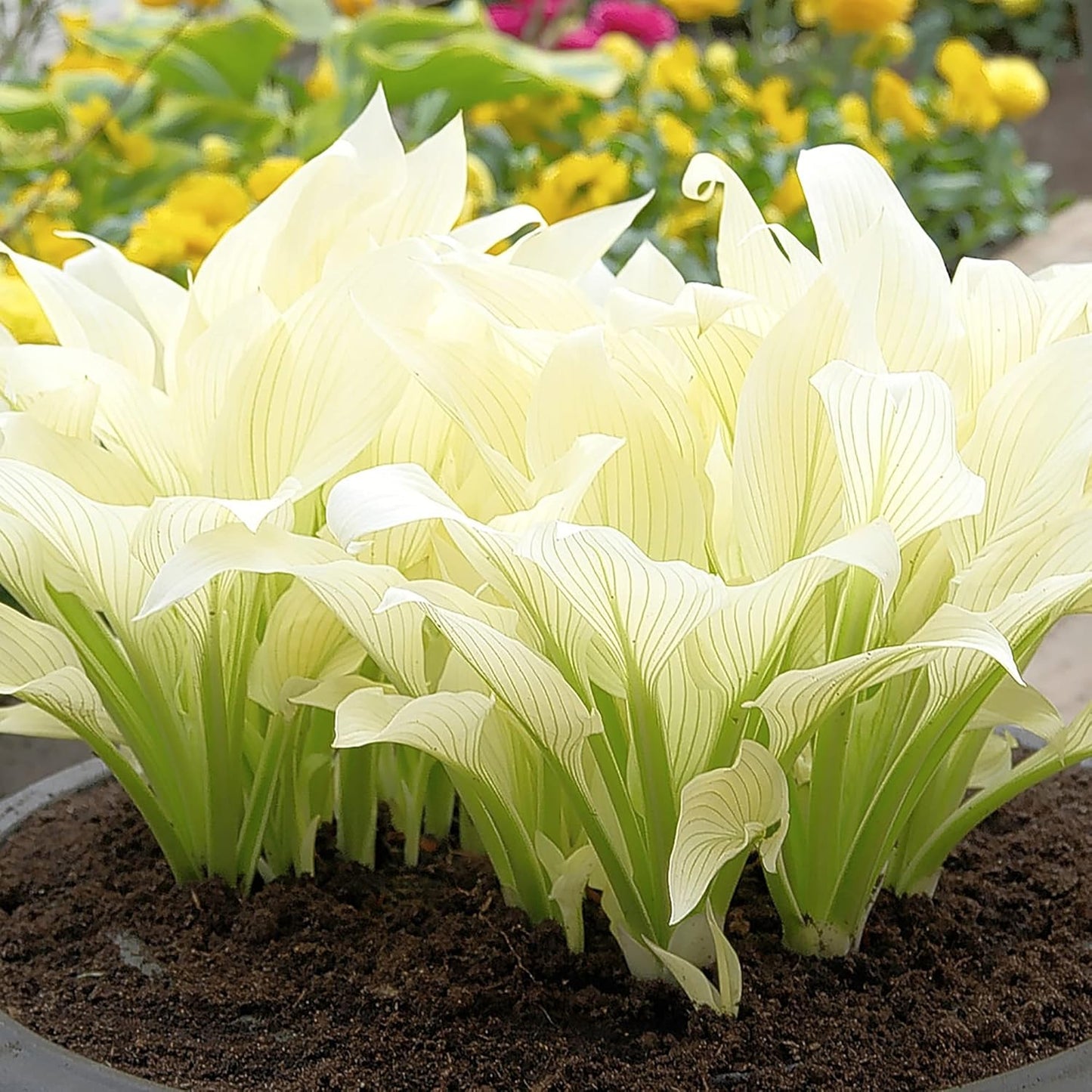 200 Seeds White Feather Hosta