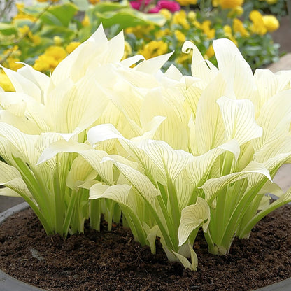 200 Seeds White Feather Hosta