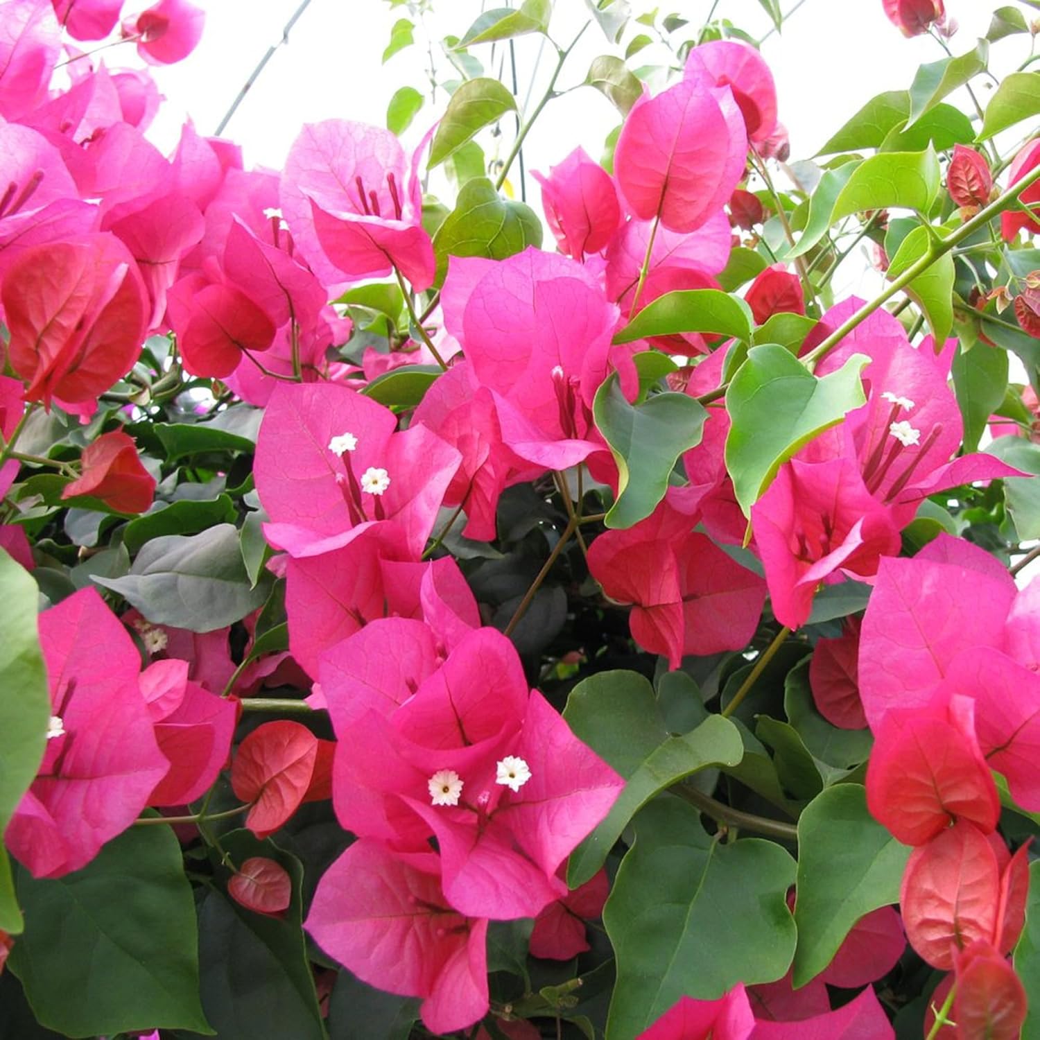 105 Seeds Pink Bougainvillea Seeds