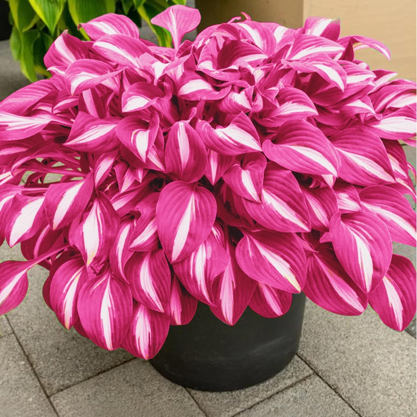 100 Seeds Pink Hosta Seeds