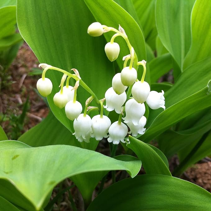 50 Seeds White Convallaria Majalis Seed