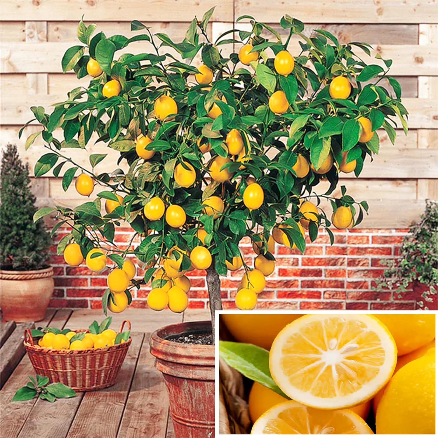 20 Seeds  Bonsai Lemon Non-GMO Tree