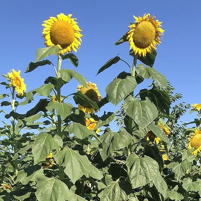 100 Seeds Mongolian Giant Sunflower Seeds