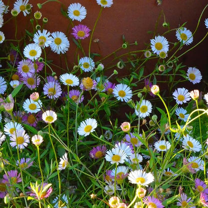 100 Seeds Erigeron Karvinskianus Seeds