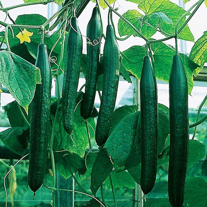 100 Seeds Tasty Jade F1 Cucumber Seeds