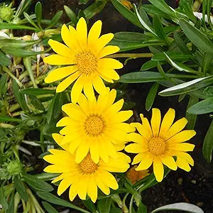 100 Seeds Yellow Gazania Treasure Flower African Daisy Seeds