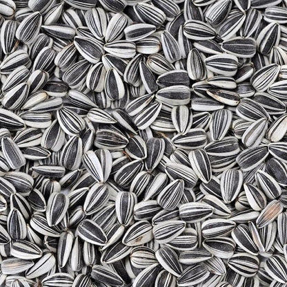 100 Seeds Mongolian Giant Sunflower Seeds