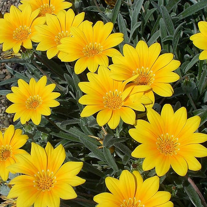 100 Seeds Yellow Gazania Treasure Flower African Daisy Seeds