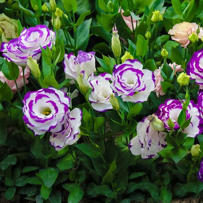 100 Seeds White Purple Lisianthus Eustoma Seed