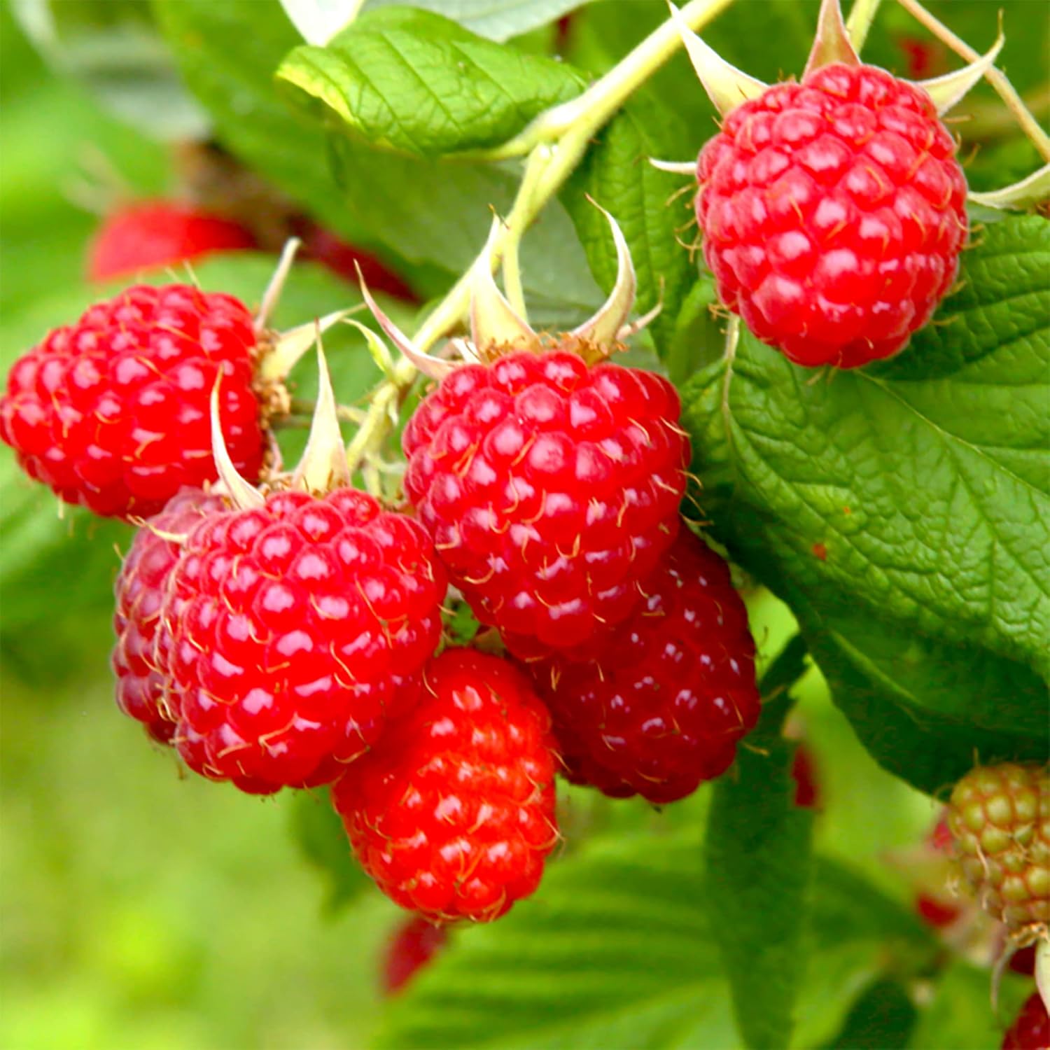 100 Red Raspberry (Rubus Idaeus)Non-GMO Seeds