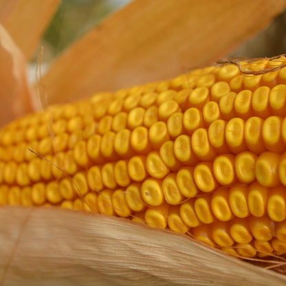 40 Seeds Yellow Dent Corn GMO-Free Seeds