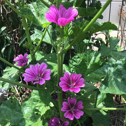 20 Seeds Purple Malva Sylvestris VAR Seeds