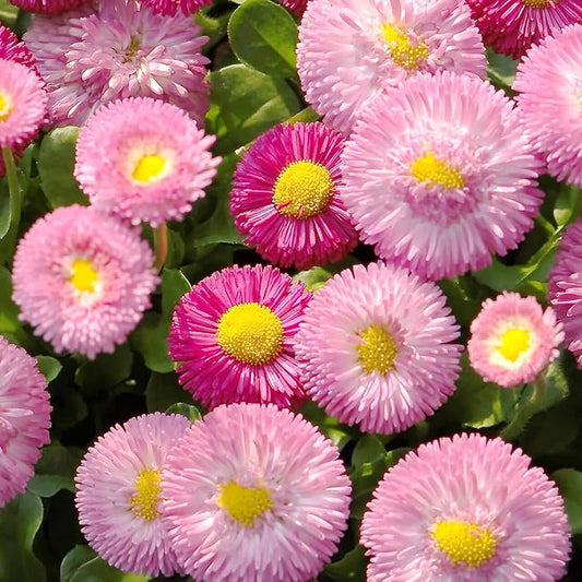 100 Seeds 'Tasso Pink' English Daisy-Bellis Perennis,Common Daisy Seeds