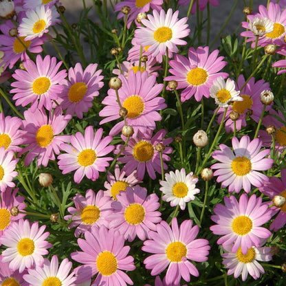 Pest Killer:500 Seeds Pyrethrum Daisy Mixed Flower Seeds