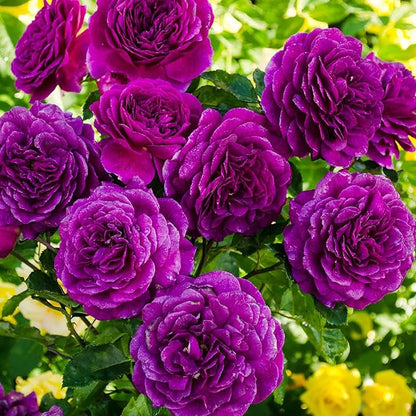 10 Seeds Purple Climbing Roses Seeds