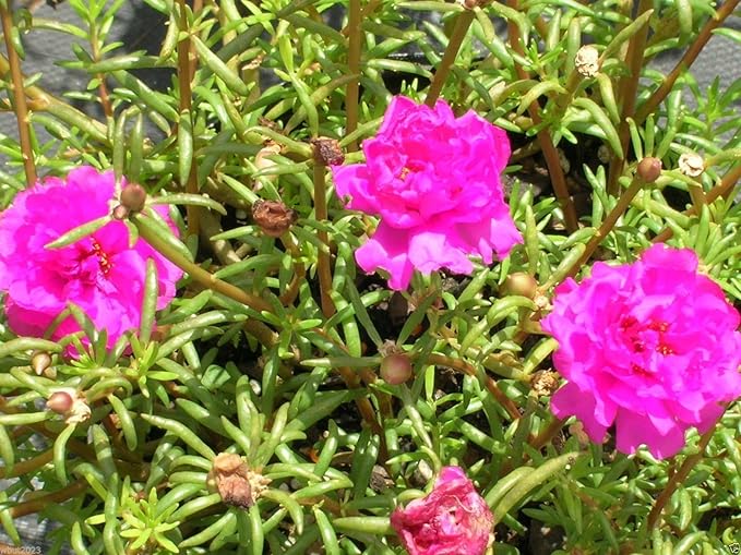 200 Seeds Moss Rose Double Pink