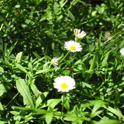 100 Seeds Erigeron 'Wayne Roderick', White Seaside Daisy Seeds