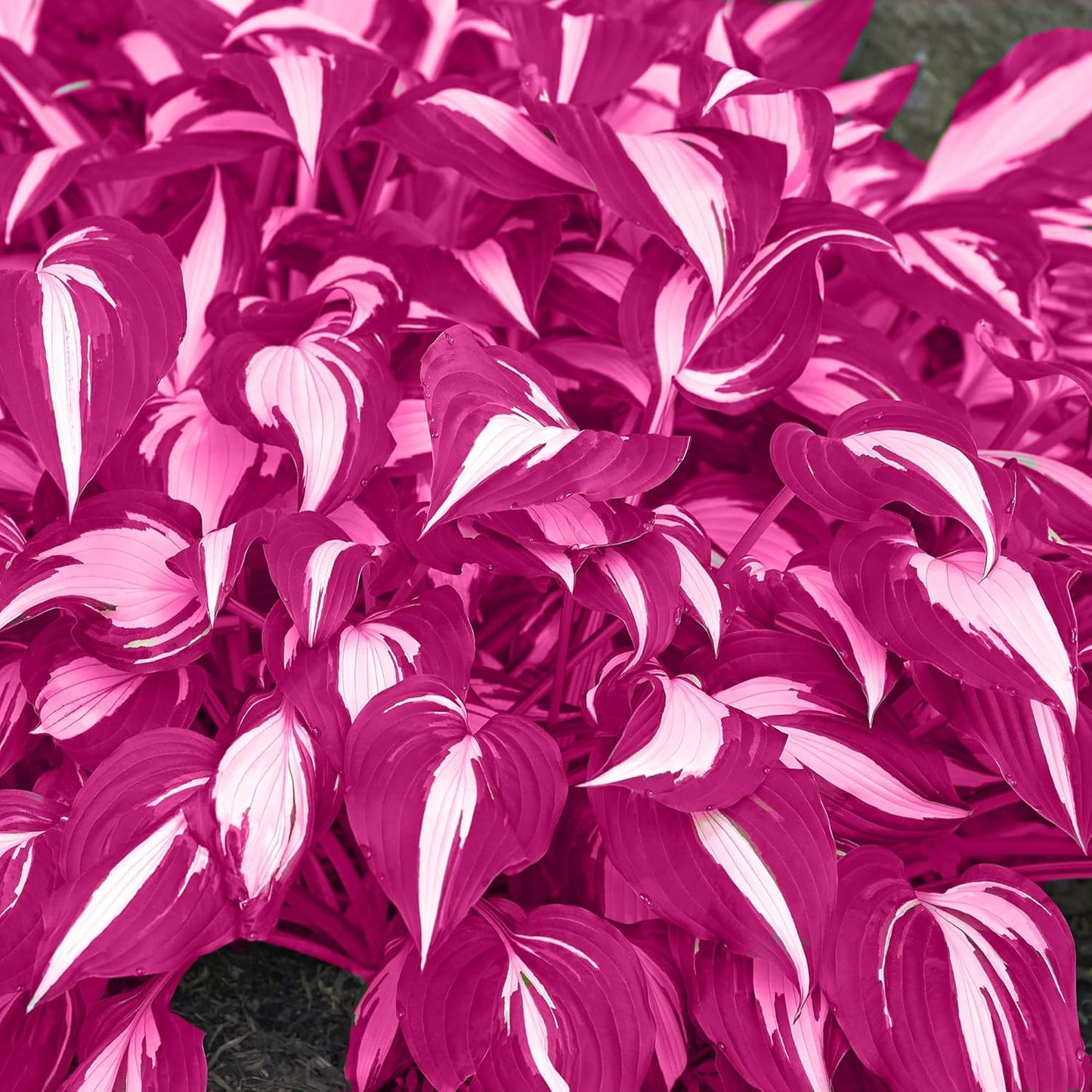 100 Seeds Pink Hosta Seeds