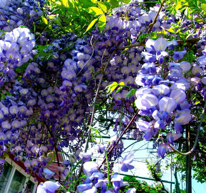 10 Seeds American Wisteria Seeds