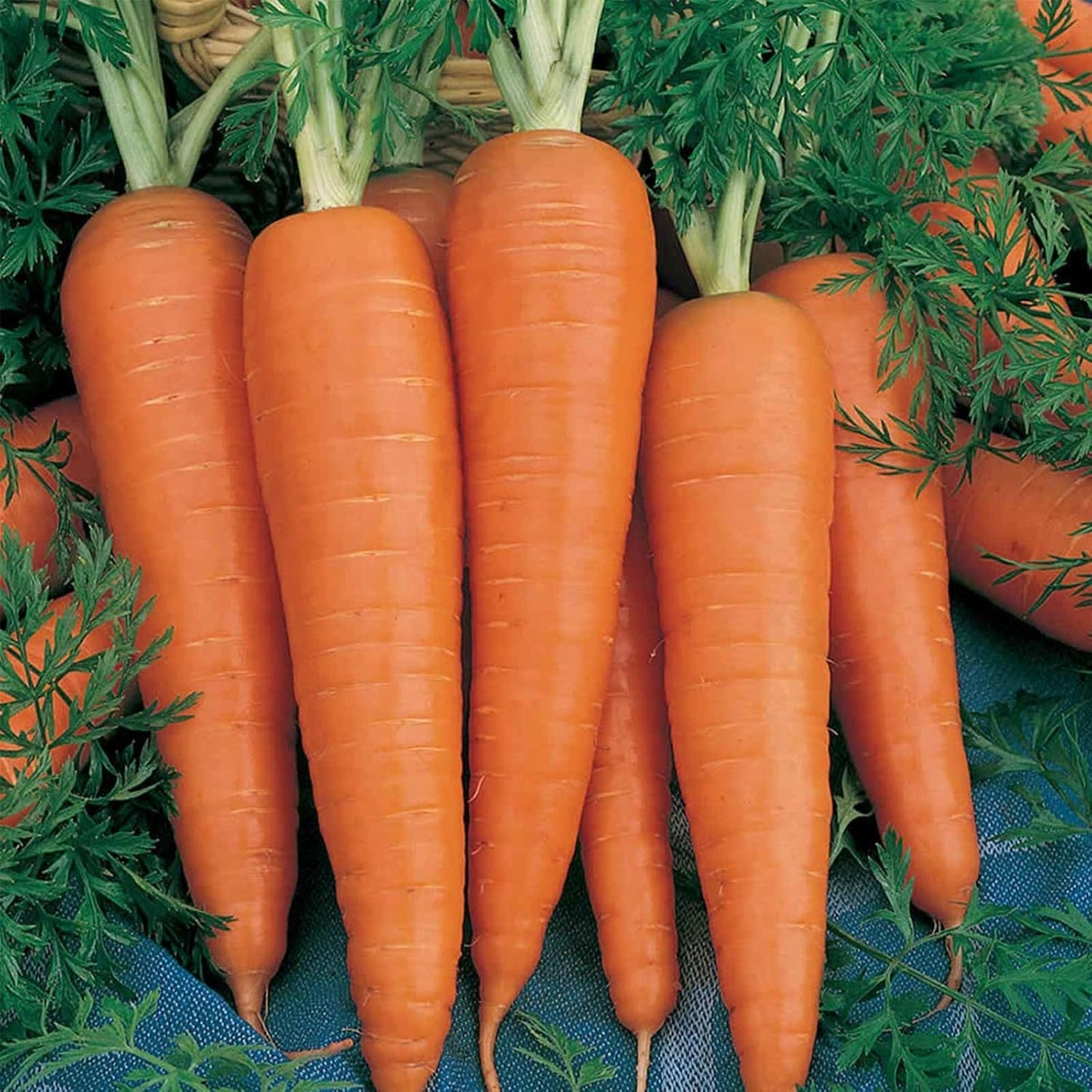 20,000 Seeds Carrot Non-GMO Seeds