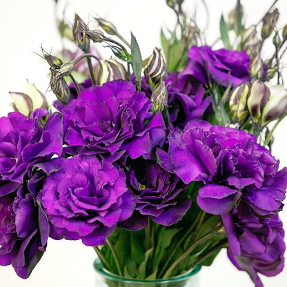 20 Seeds Mix Purple Lisianthus Flowers Seed