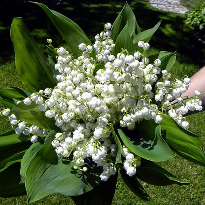 50 Seeds White Convallaria Majalis Seed